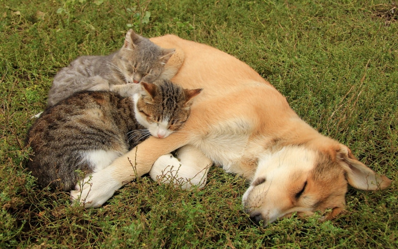 犬と猫