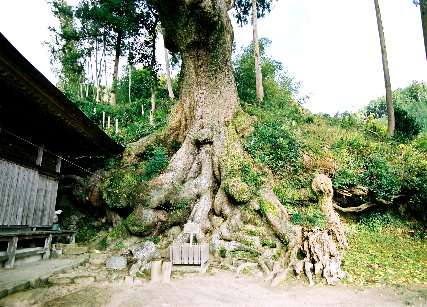 寺野の大クス